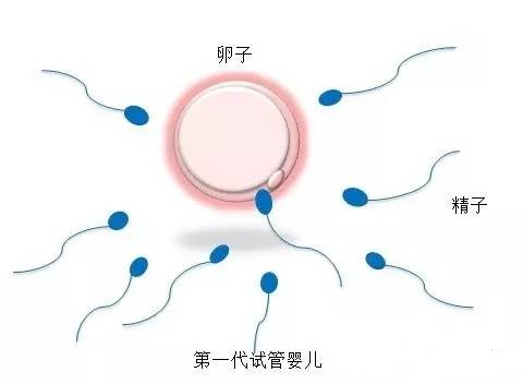同性借卵代怀服务收费标准